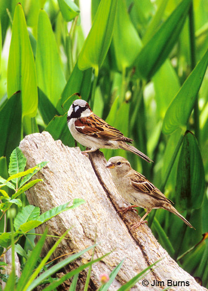 House Sparrow pair