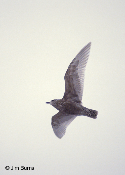 Iceland Gull dark juvenile in flight