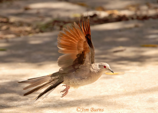 Inca Dove in flight, ventral wing--9885