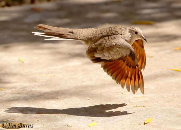 Inca Dove in flight with shadow--9886