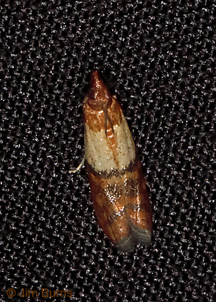 Indian Meal Moth, Arizona--0229