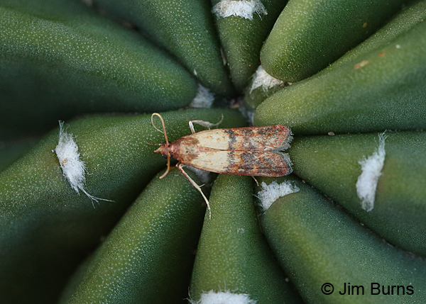 Indian Meal Moth on Echinopsis Cactus, Arizona