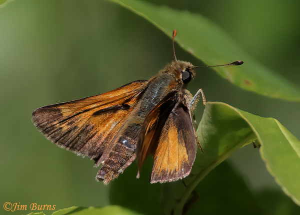 Indian Skipper, Michigan--6680