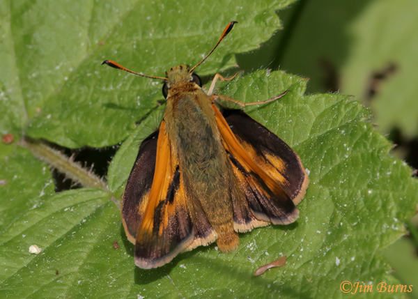 Indian Skipper, Michigan--7127