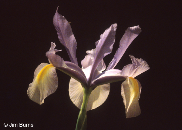 Wild Iris, Arizona