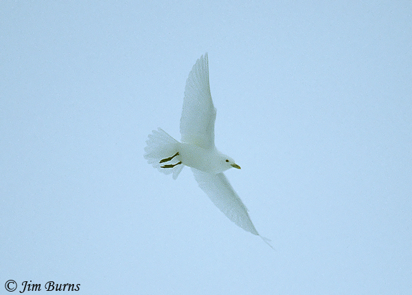 Ivory Gull in flight--1000