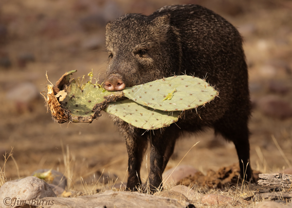 Javelina carrying Prickly Pear pad--2469