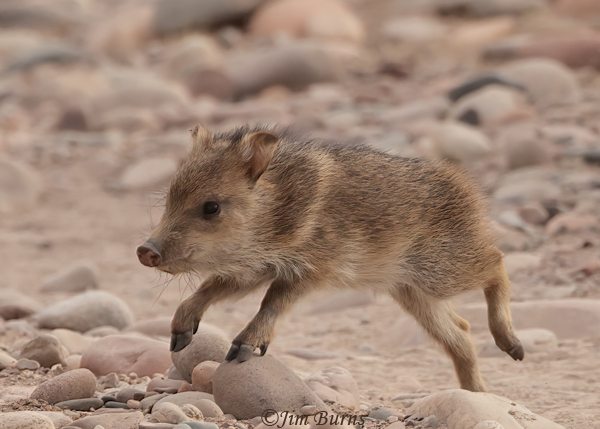 Baby Javy looking for mama