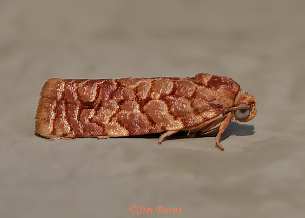 Juniper Budworm Moth, Arizona--1680