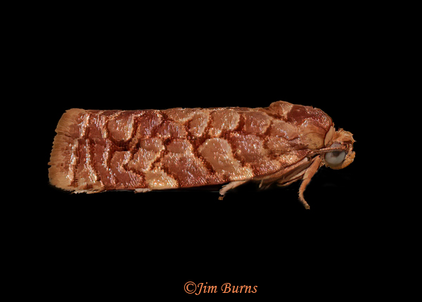 Juniper Budworm Moth, Arizona--1680
