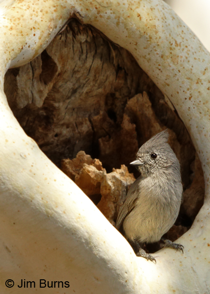 Juniper Titmouse exploring nesting cavities
