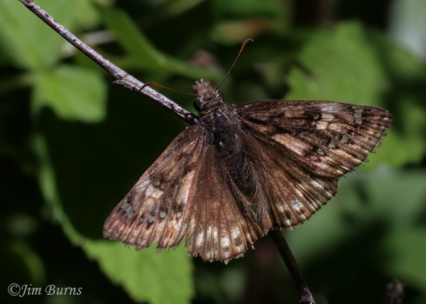 Juvenal's Duskywing female, Michigan--6711