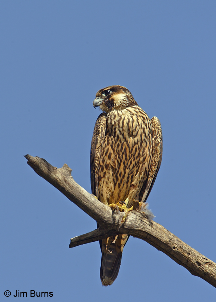 Peregrine Falcon juvenile 
