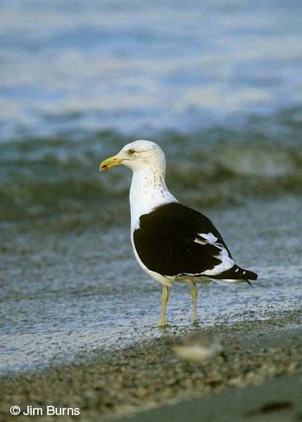 Kelp Gull adult, basic plumage