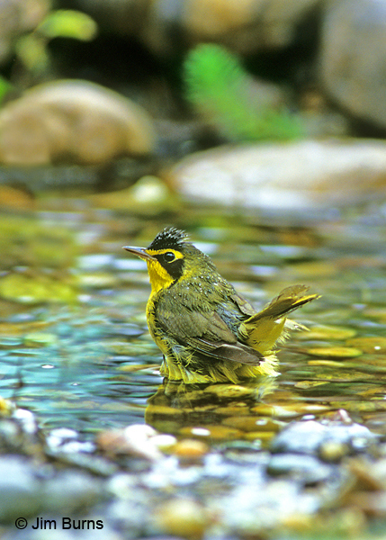 Kentucky Warbler male bathing