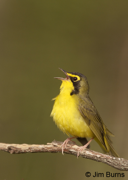 Kentucky Warbler male singing