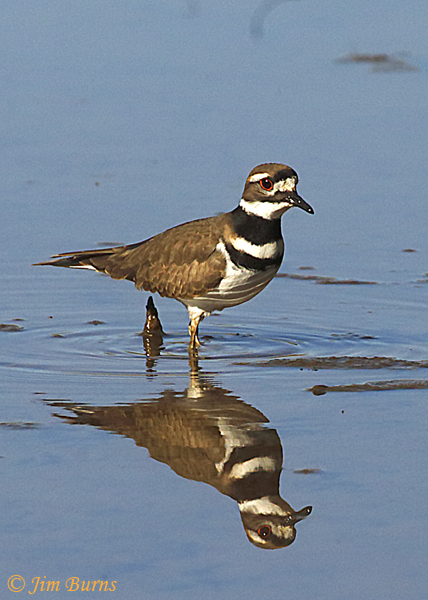 Killdeer reflections in a cow pond--6809
