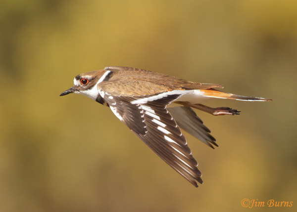 Killdeer in flight dorsal wing--9886