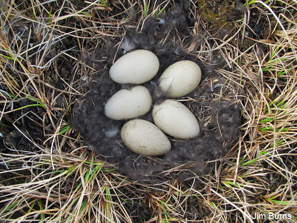 King Eider nest with eggs