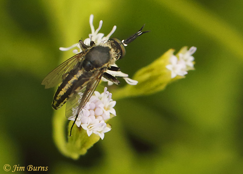 Bee Fly (Toxophora virgata)