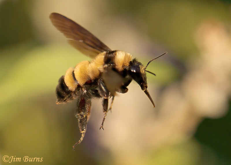 Sonoran Bumblebee--7895