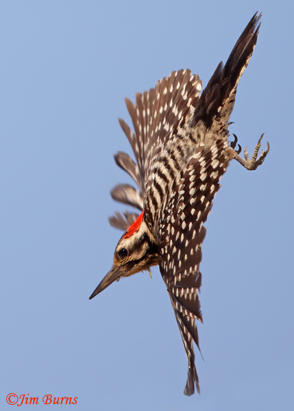 Ladder-back Woodpecker, male diving--1776