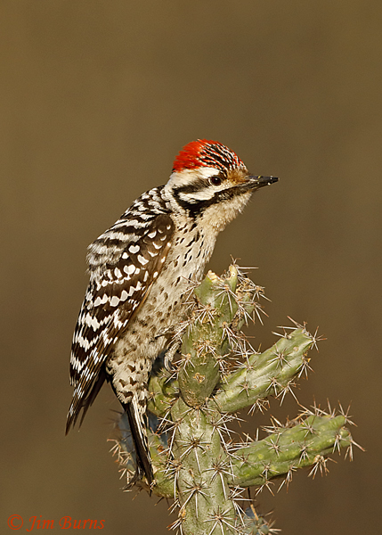 Ladder-backed Woodpecker male on cactus--0198