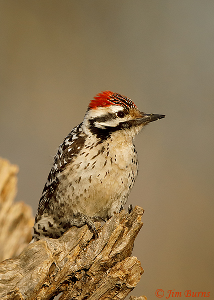 Ladder-backed Woodpecker male #2--0199