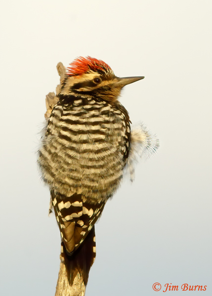 Ladder-backed Woodpecker male fluffing out at sunrise--0200