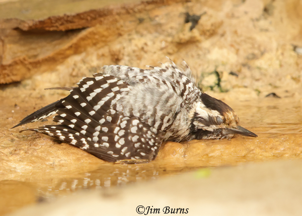 Ladder-backed Woodpecker female bathing--0713
