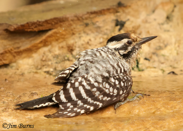 Ladder-backed Woodpecker female bathing--0717