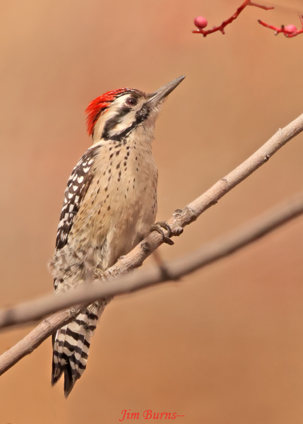 Ladder-backed Woodpecker male eyeing Pistache berries--2221