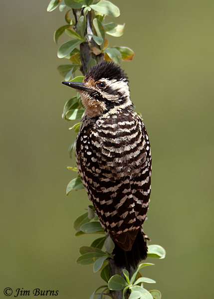 Ladder-backed Woodpecker female on Ocotillo--6072