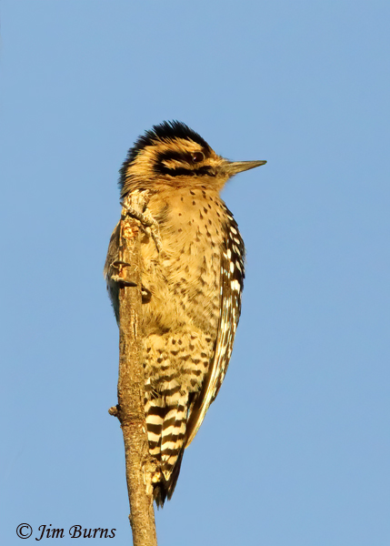Ladder-backed Woodpecker female sunrise ventral--9828