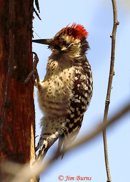 Ladder-backed Woodpecker male, what just happened--9977