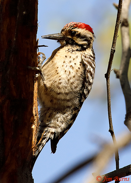 Ladder-backed Woodpecker male at work--9990