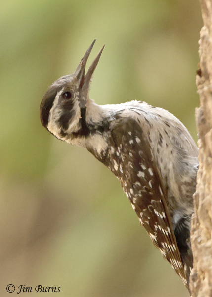 Ladder-backed Woodpecker female juvenile--7671
