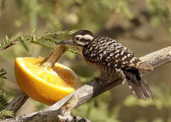 Ladder-backed Woodpecker juvenile male on orange--6227
