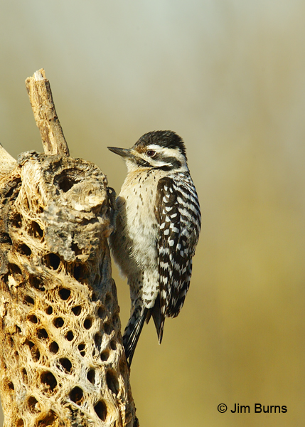 Ladder-backed Woodpecker female on snag