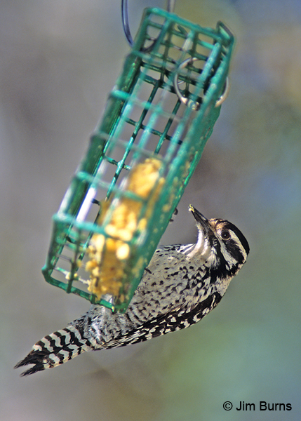 Ladder-backed Woodpecker female on suet feeder