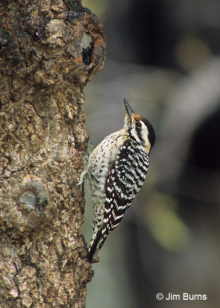 Ladder-backed Woodpecker female