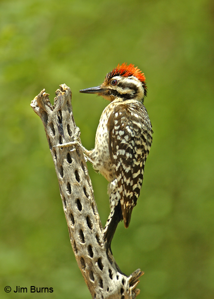 Ladder-backed Woodpecker juvenile showing off red mohawk