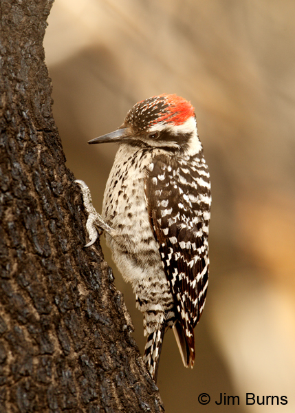 Ladder-backed Woodpecker male #2