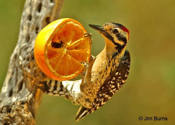 Ladder-backed Woodpecker male on orange