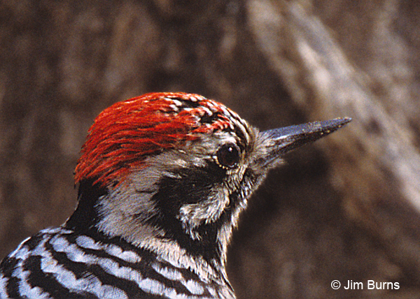 Ladder-backed Woodpecker male showing crown and cheek detail
