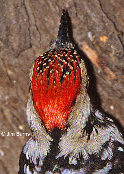 Ladder-backed Woodpecker male showing crown and nape detail