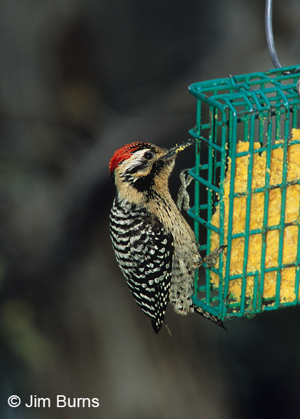 Ladder-backed Woodpecker male on suet feeder