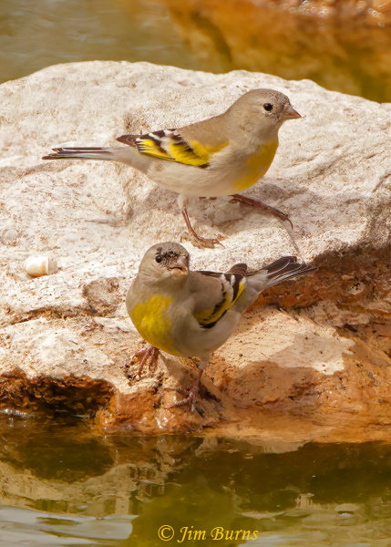 Lawrence's Goldfinch juveniles at waterhole--2295