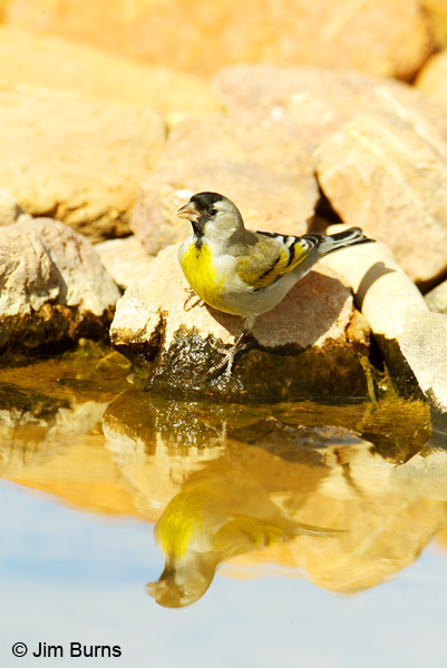 Lawrence's Goldfinch at waterhole
