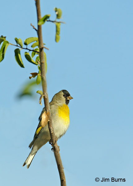 Lawrence's Goldfinch male